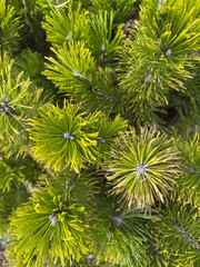 Evergreen Conifer Texture: Lush Green Needles of Pine, Spruce Fir in Forest Nature