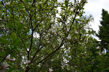A tree in bloom with bright green leaves and white flowers with pinkish hues. Blooming Tree Against Blue Sky