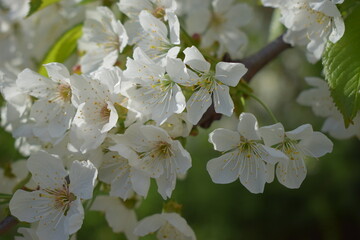 Tranquility in Bloom: Cherry Blossoms in a Serene Setting