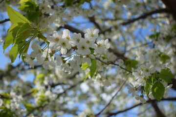 Close-Up of Cherry Blossoms in Fresh Spring Atmosphere