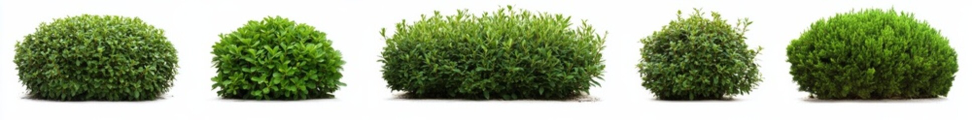 Fototapeta premium Five Green Shrubs Composition of Five Different Ornamental Shrubs on White Background, Landscape Design, Gardening landscaping, hedge