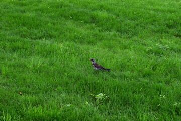 A lone bird (robin thrush) sits on a large field of green grass.