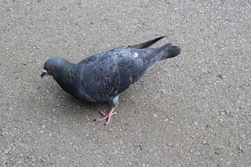A pigeon is standing on a textured gray pavement.