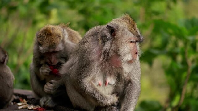 A wild macaque monkey in north of Bali, Indonesia.