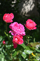Several pink roses in different stages of bloom. Roses and Insect in Green Setting