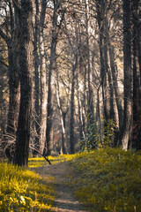 Exploring a serene wooded path surrounded by tall, slender trees under soft morning light in an enchanting forest setting