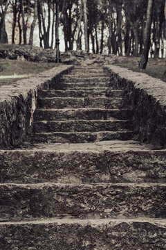 Worn stone steps leading to a hidden grove beneath tall trees at dusk
