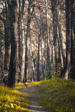 Exploring a serene wooded path surrounded by tall, slender trees under soft morning light in an enchanting forest setting