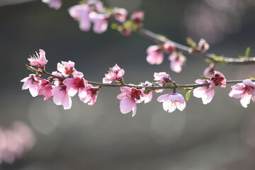 Peach tree blossoms in early spring