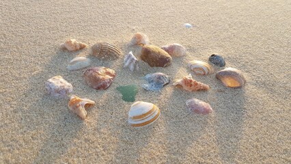 Land Art avec des coquillages sur la plage des Landes