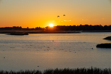 Sonnenuntergang am Tåkern - Schweden Vogelschutzgebiet 3