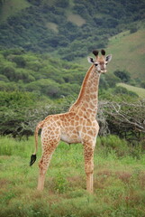 giraffe in the savannah