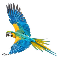 Blue-Gold Macaw in Flight on transparent background
