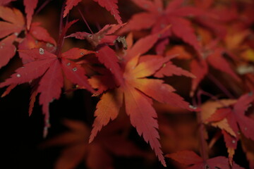 紅葉