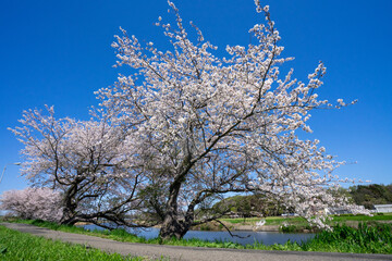 Fototapeta premium 満開の桜