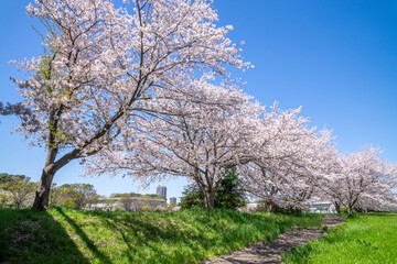 満開の桜