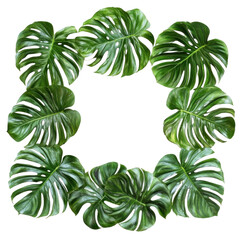 green leaves frame