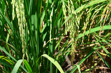Thai people transplant rice seedlings in farmland of paddy or rice field and waiting havest crop plant in countryside at rural meadow in Nonthaburi, Thailand