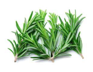 fresh rosemary on white background