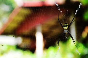 Insect spiders walking on spider web waiting catch victim and food in trapped at spider web in jungle of Chet Sao Noi Waterfall and forest national park at Saraburi, Thailand