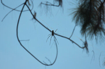 Insect spiders walking on spider web waiting catch victim and food in trapped at spider web in jungle of Chet Sao Noi Waterfall and forest national park at Saraburi, Thailand