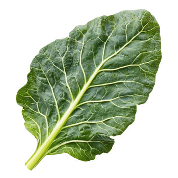 cabbage leaf isolated on white background