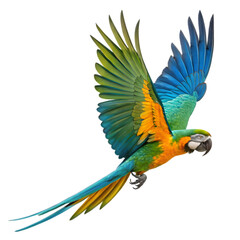 Flying Blue-and-gold Macaw on transparent background