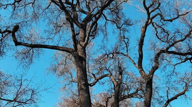 View of trees with leafless branches standing tall under clear blue sky