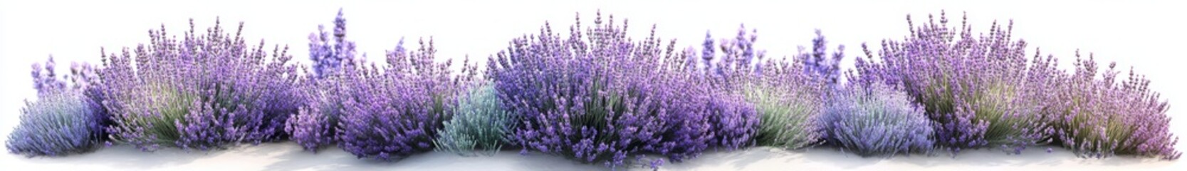 Obraz premium The picture displays a lavender bush at its peak bloom, with vibrant purple flowers that contrast beautifully with the silver-green foliage, all on a clear, transparent background