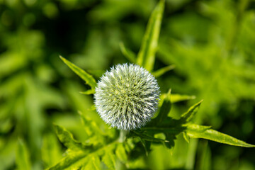Kugel-Distel 1