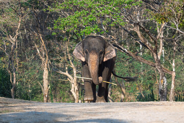 The way of life of Thai elephants foraging for food in the forest in the northern part of Thailand...