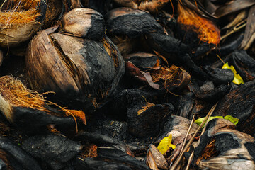 Burned Coconut Shells and Charcoal Remains