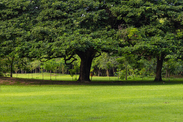 Green meadow grass with tropical tree forest sunrise city park