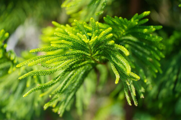 close up of pine leaf