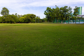 Green meadow grass with tropical tree forest sunrise city park