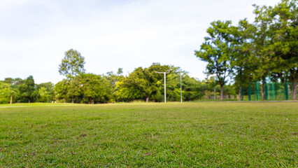 Green meadow grass with tropical tree forest sunrise city park