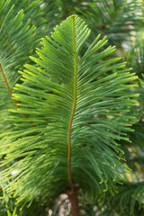 close up of pine leaf