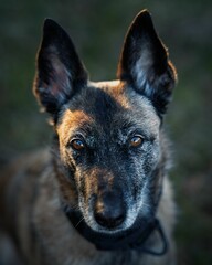 Close-up of Belgian Malinois Dog