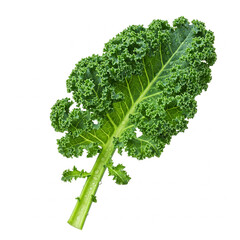 Fresh kale leaf on white background. Juicy sprout with dew drops. Ideal for culinary projects and healthy food advertising. For balanced diet and natural lifestyle.