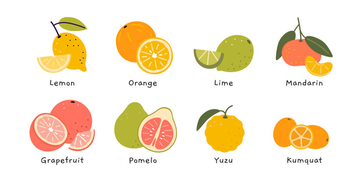 Set of colorful citrus fruits, including lemon, orange, lime, mandarin, grapefruit, pomelo, yuzu, and kumquat. Modern vector illustration isolated on white background, hand drawn, flat design