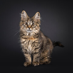 Impressive tortie Maine Coon cat kitten, standing facing front. Looking towards camera. Isolated on a black background.