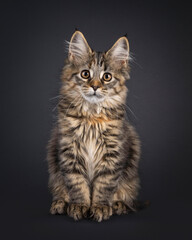 Impressive tortie Maine Coon cat kitten, sitting up facing front. Looking towards camera. Isolated on a black background.