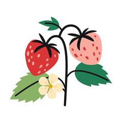 Strawberry plant, plump red and pink berries, green leaves, and flower. Trendy modern vector illustration isolated on white background, hand drawn, flat design