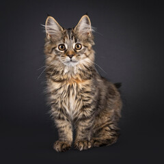 Impressive tortie Maine Coon cat kitten, standing facing front. Looking towards camera. Isolated on a black background.