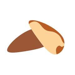 Brazil nut. Vector illustration isolated on white background, hand drawn, flat design