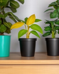 Obraz premium Beautiful potted plant with rich green leaves adding life and freshness to indoor living space