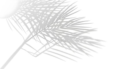 Natural palm leaf shadows, rendered in realistic style with a shadow overlay effect.