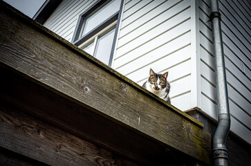 Katze auf dem Hausdach