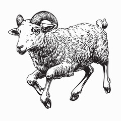 Farm Animal Sheep Vintage Vector Engraving Stock Vector on white background.