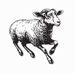 Farm Animal Sheep Vintage Vector Engraving Stock Vector on white background.